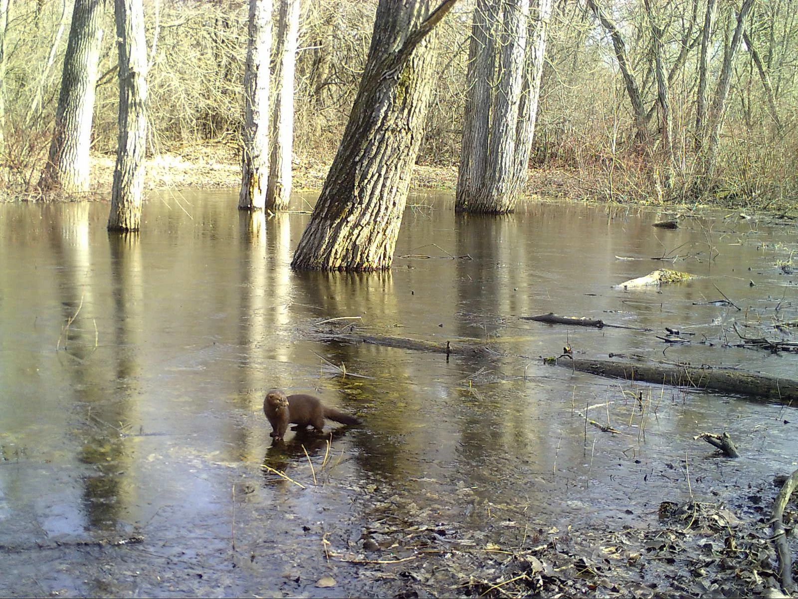 Racine_Mink_SSWI000000008765118.jpg